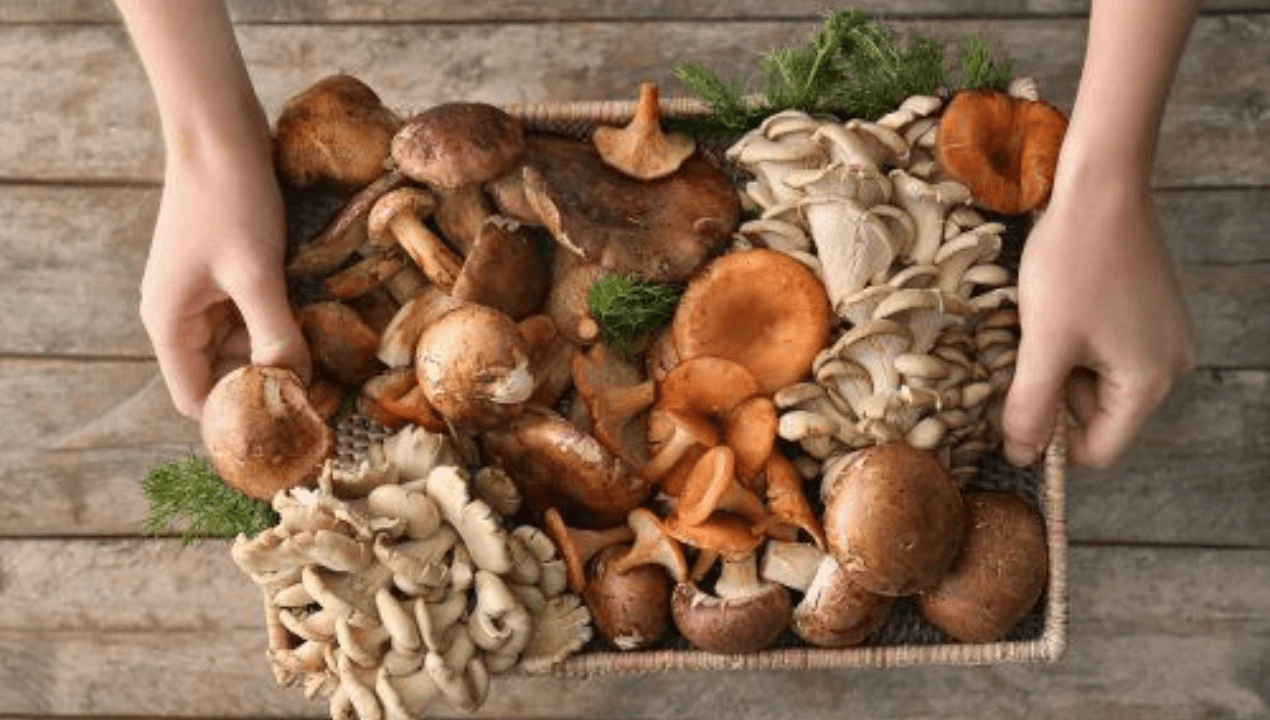 Resep Olahan Jamur 2025