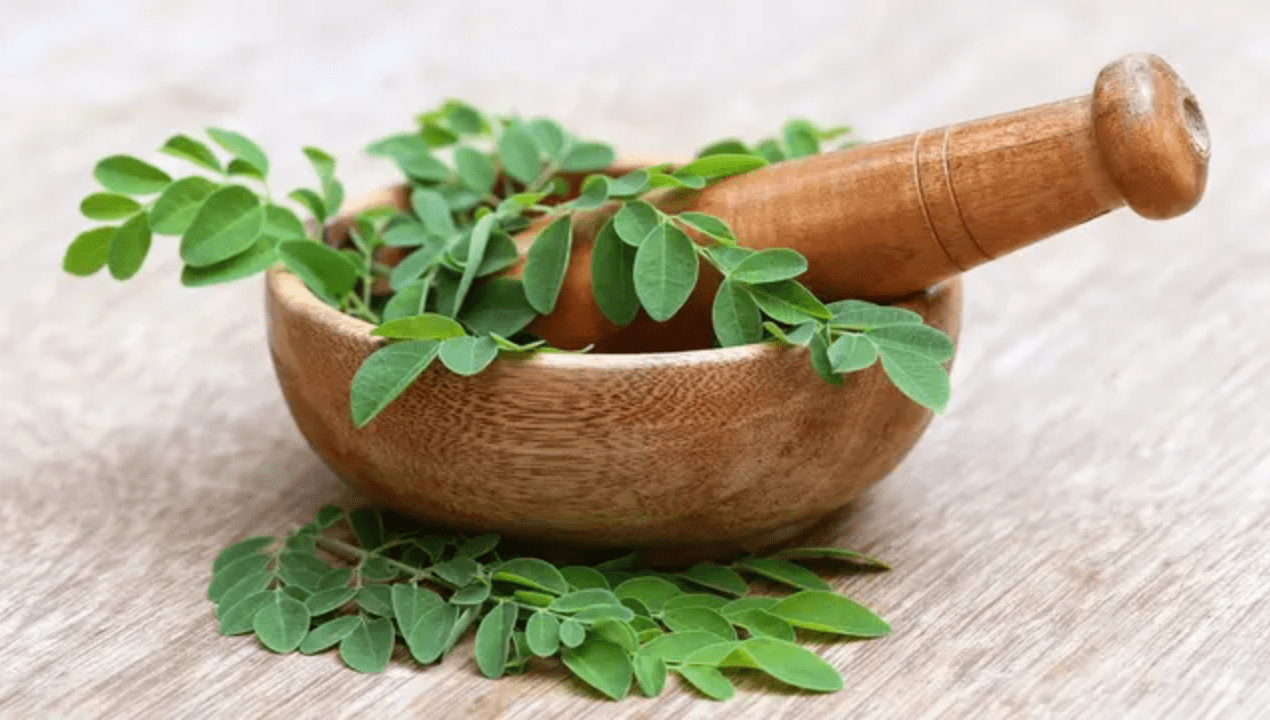 Jus Daun Kelor untuk Kolesterol