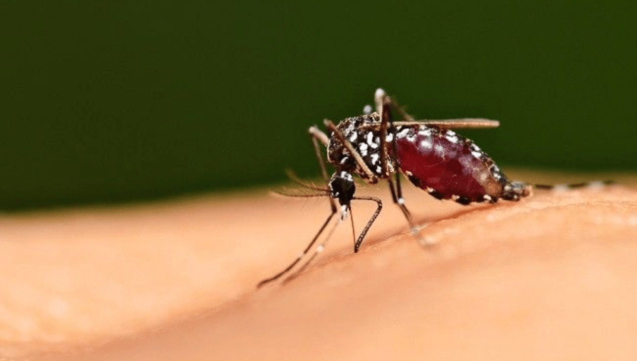 Malaria