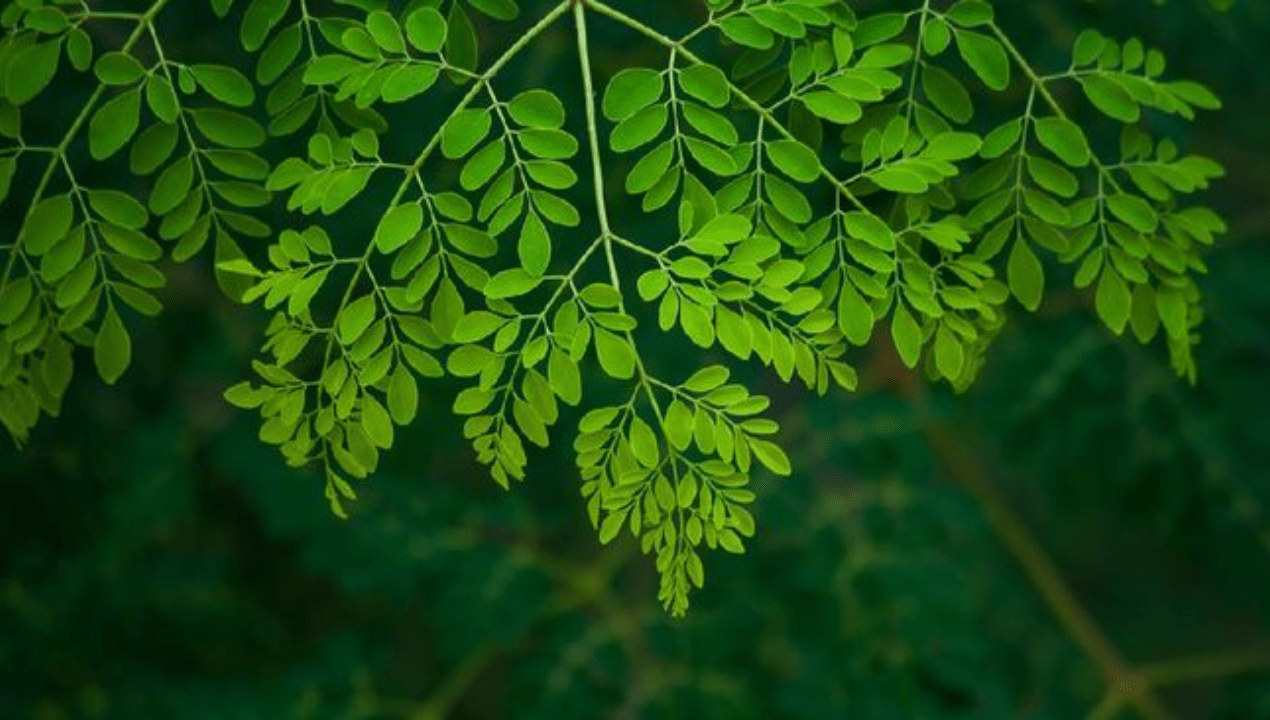 Manfaat Daun Kelor Pria